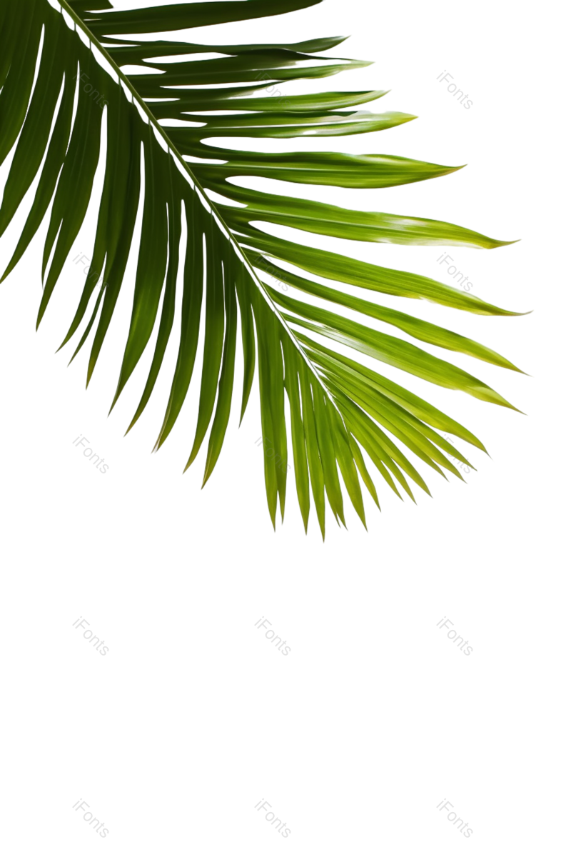 叶子图片,白色背景元素,自然PNG,植物免抠素材